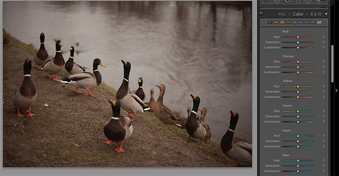 Screenshot of editing a photo of ducks using Lightroom sliders