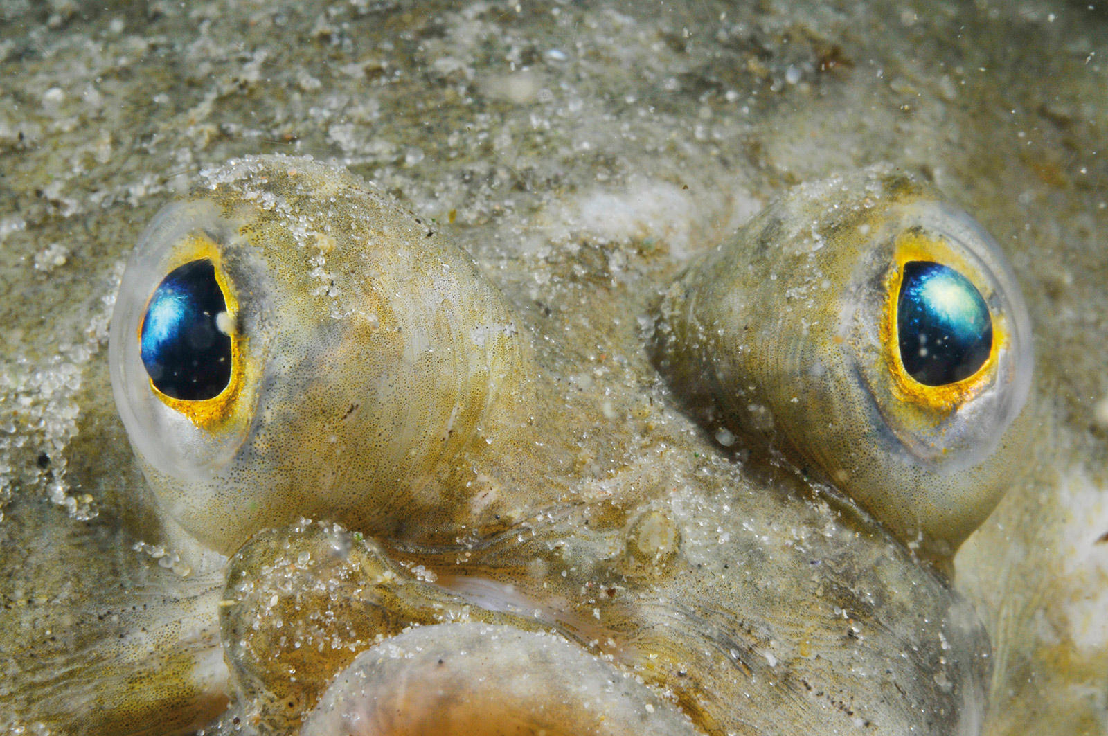 Какие глаза у рыб. Рыбьи глазки. Рыбий глаз. Глаз рыбы. Рыбий глаз рыба.