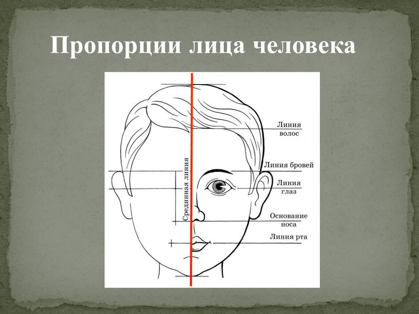 Идеальная форма лица схема