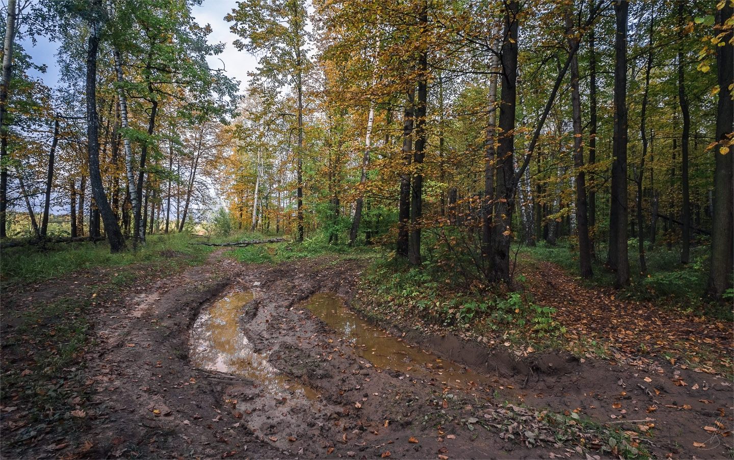 Фото леса без обработки