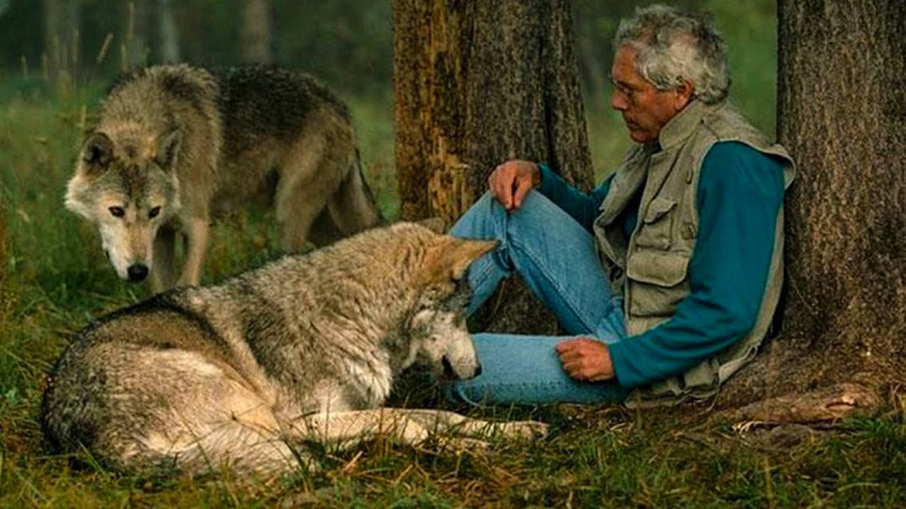 Дикий живой человек. Встреча с волком. Дикие животные и люди. Жизнь волка.