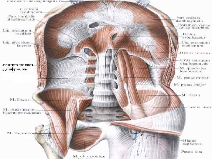 Диафрагма рисунок анатомия