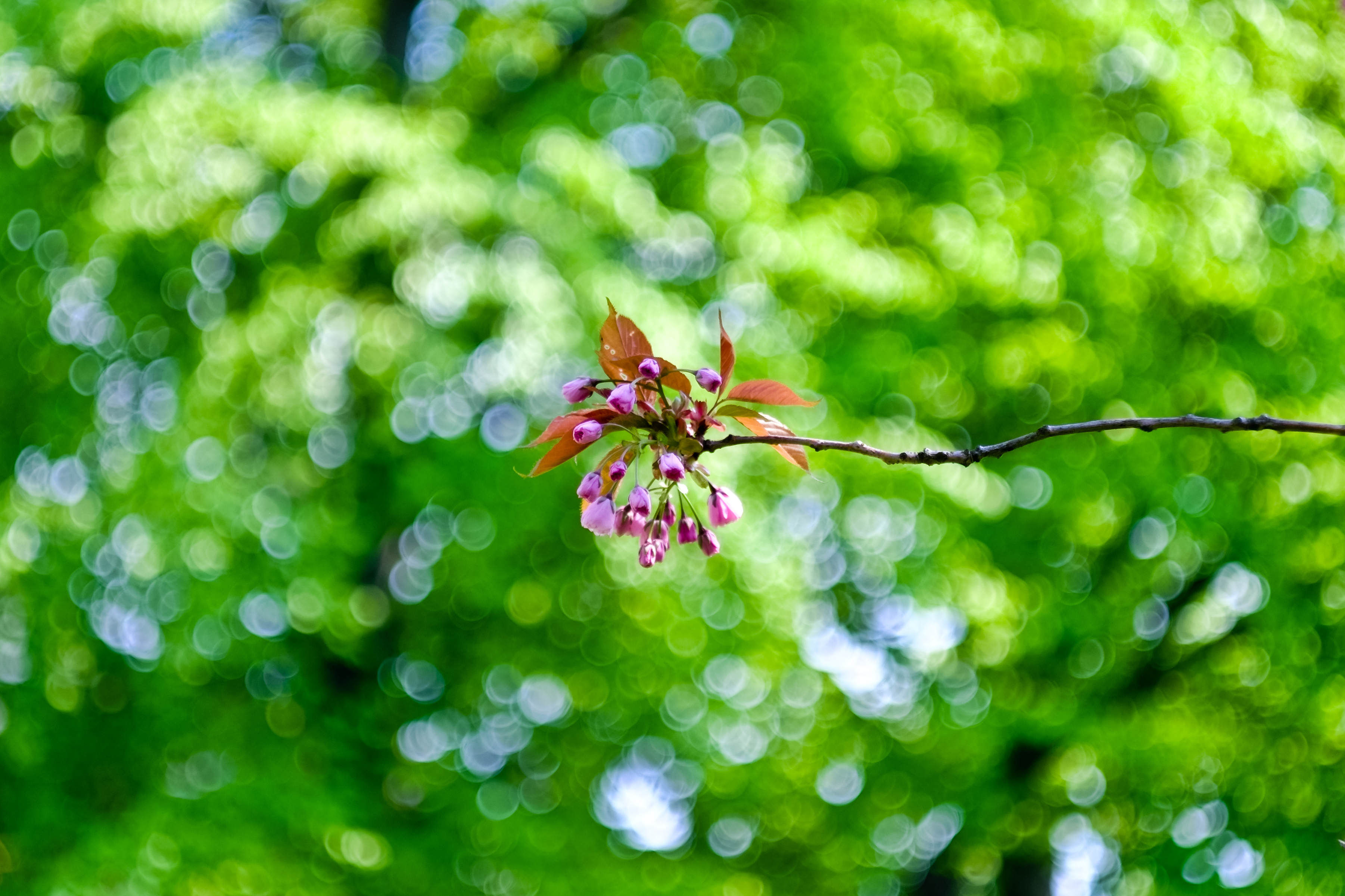 44 2 4. Helios 44m боке. Helios 44m. Боке Гелиос 44-4. Гелиос 44м цвет просветления.