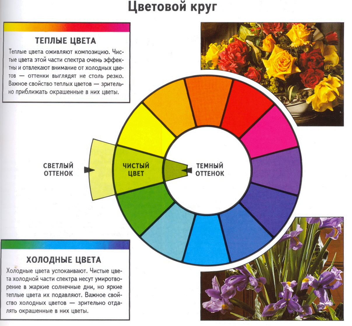 Флористический круг цветовой схема