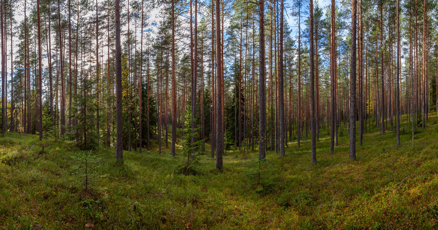 лес1.jpg