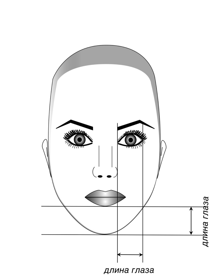 Правильные черты лица у женщин пропорции фото