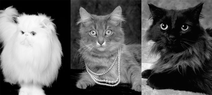 00_All_Cats_730px