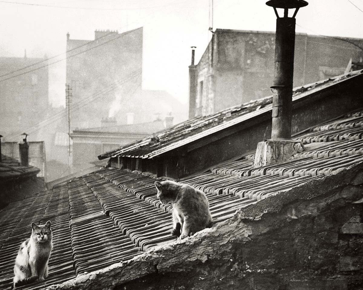 1947. Кошки на крыше