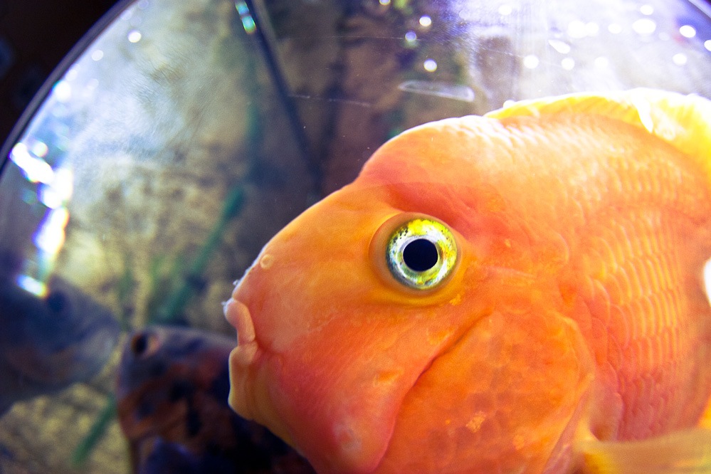 Ем глаза рыбы. Глаз рыбы. Рыбий глаз. Глаза рыбки. Рыбий глаз рыба.