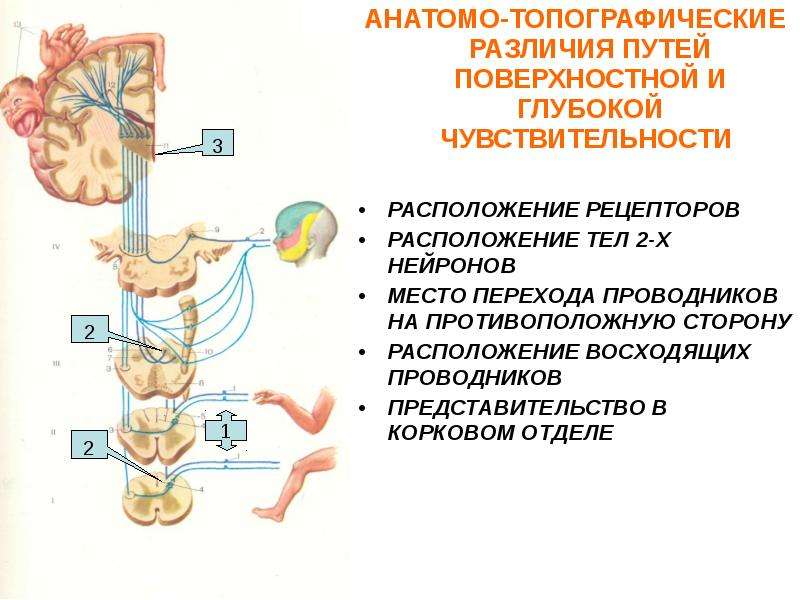 Поверхностные пути. Путь поверхностной чувствительности неврология схема. Путь глубокой чувствительности неврология. Анатомия проводников поверхностной чувствительности:. Перекрест путей глубокой чувствительности.