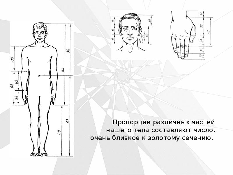 Числа фибоначчи соотношения. Число Фибоначчи золотое сечение. Золотое сечение пропорция Фибоначчи. Числа Фибоначчи в теле человека. Коэффициент Фибоначчи 1.618.