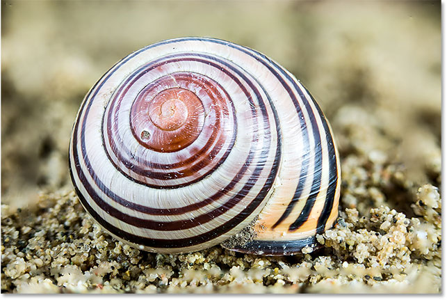 The shell is now completely in focus after stacking the images. 