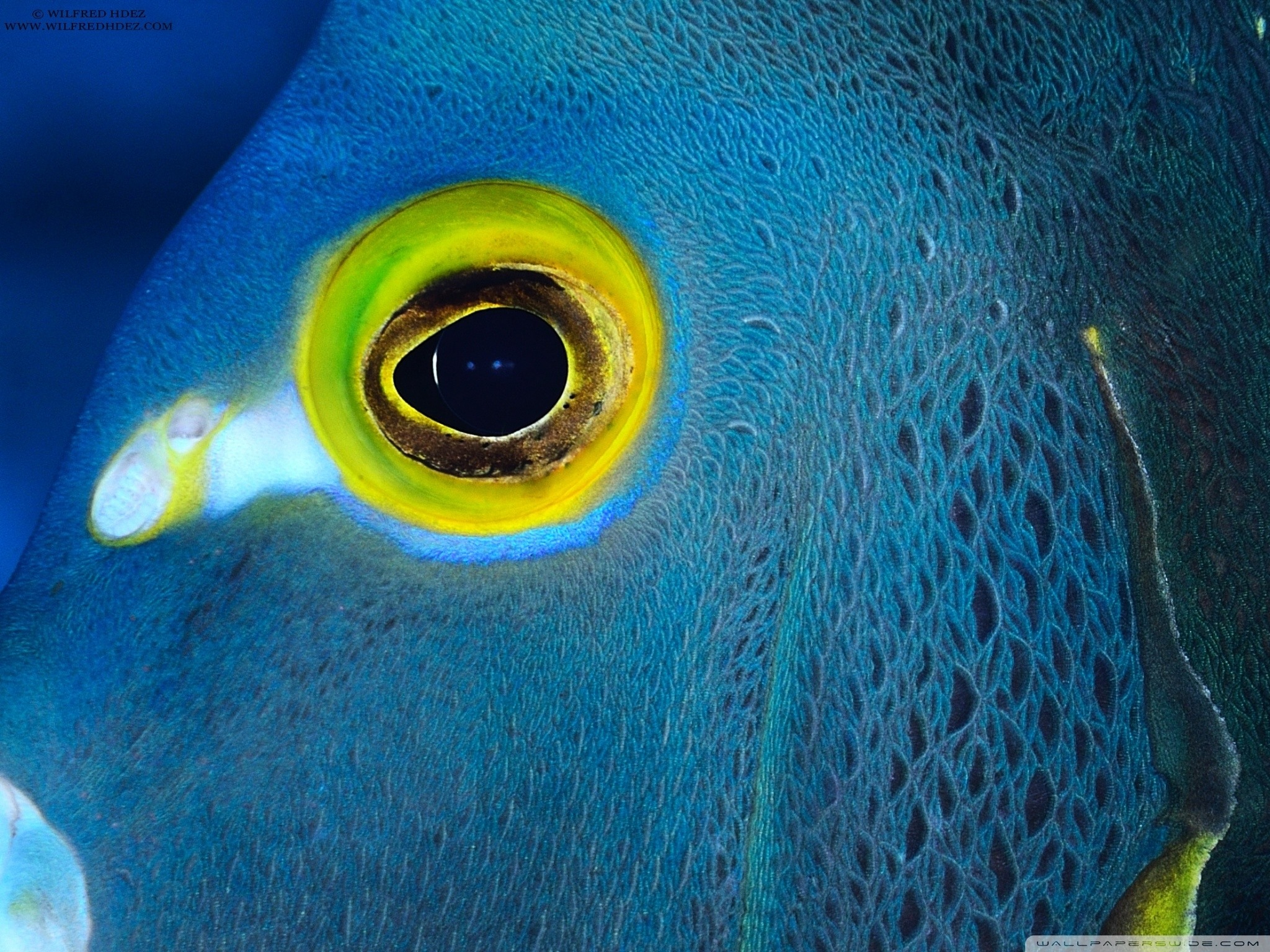 Какие глаза у рыб. Глаз рыбы. Глаз рыбы крупно. Глаза рыбки. Цвет глаз у рыб.