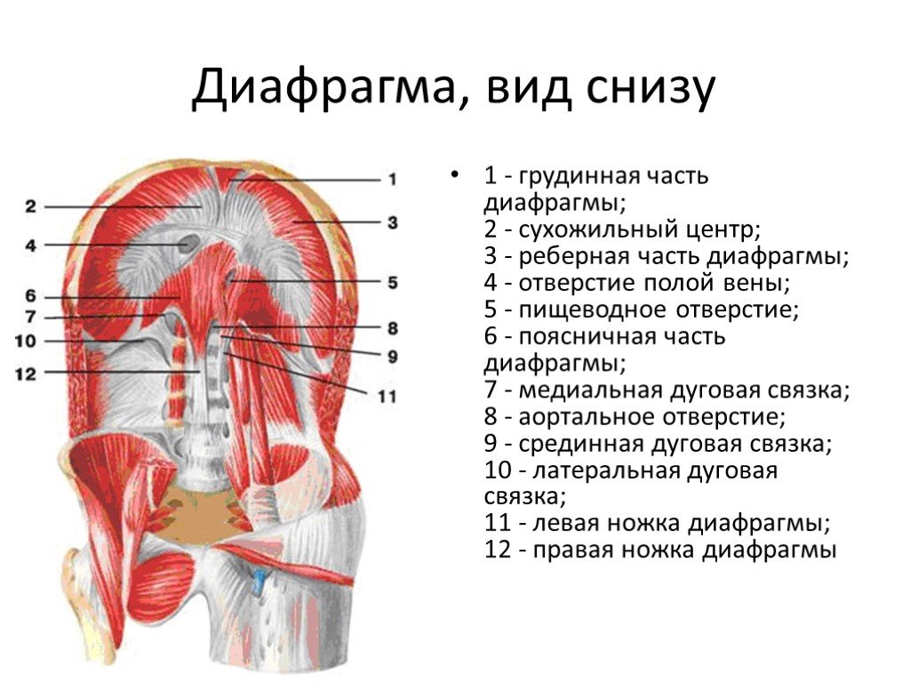 Мышцы диафрагмы. Диафрагма вид снизу анатомия. Топография диафрагмы вид снизу. Диафрагма вид снизу со стороны брюшной полости. Диафрагма анатомия мышцы.