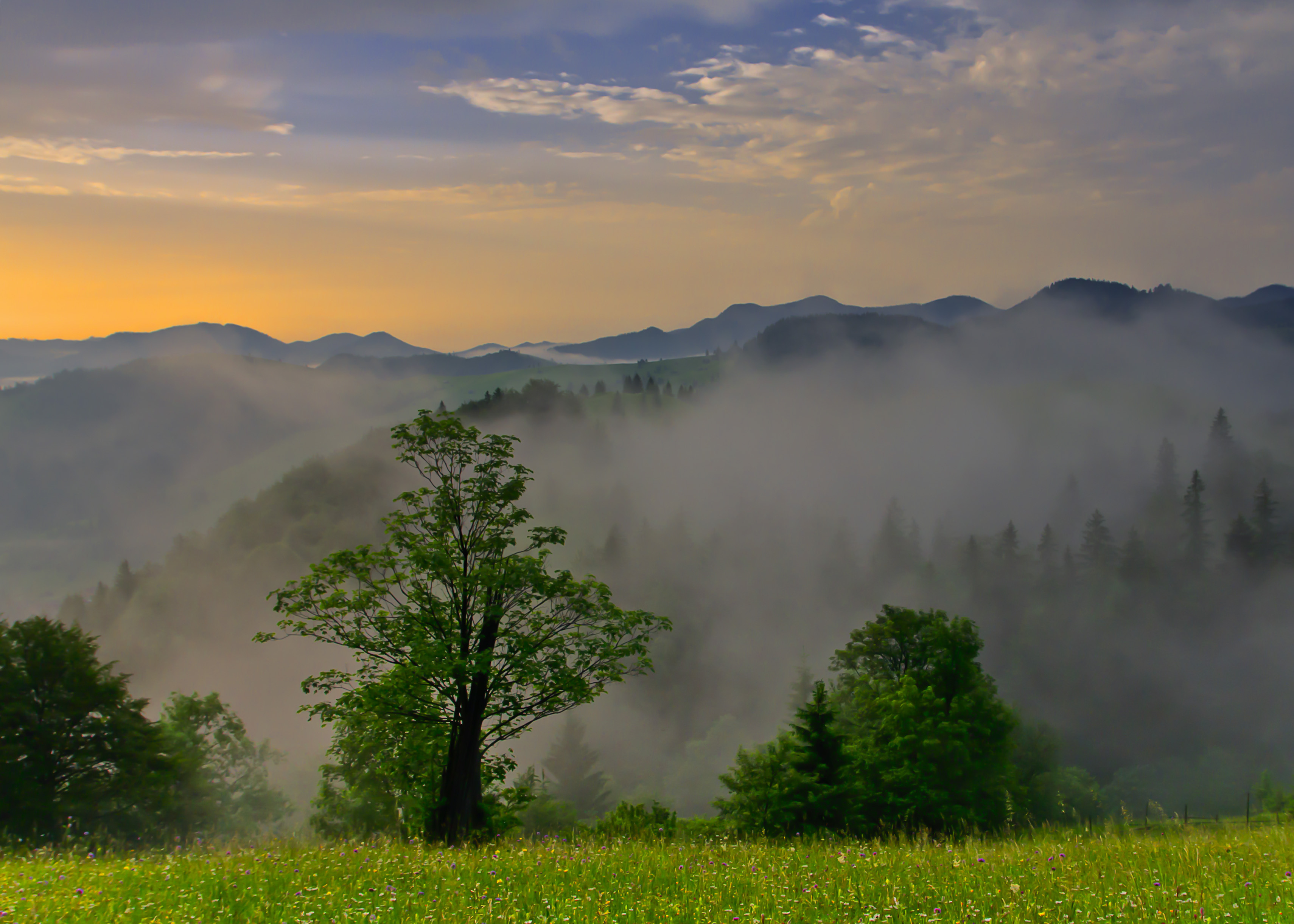 Туман фото красивые картинки