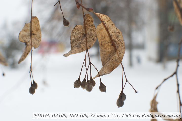 Пример фото на Nikon D3100