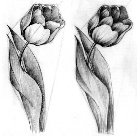 tulip 2