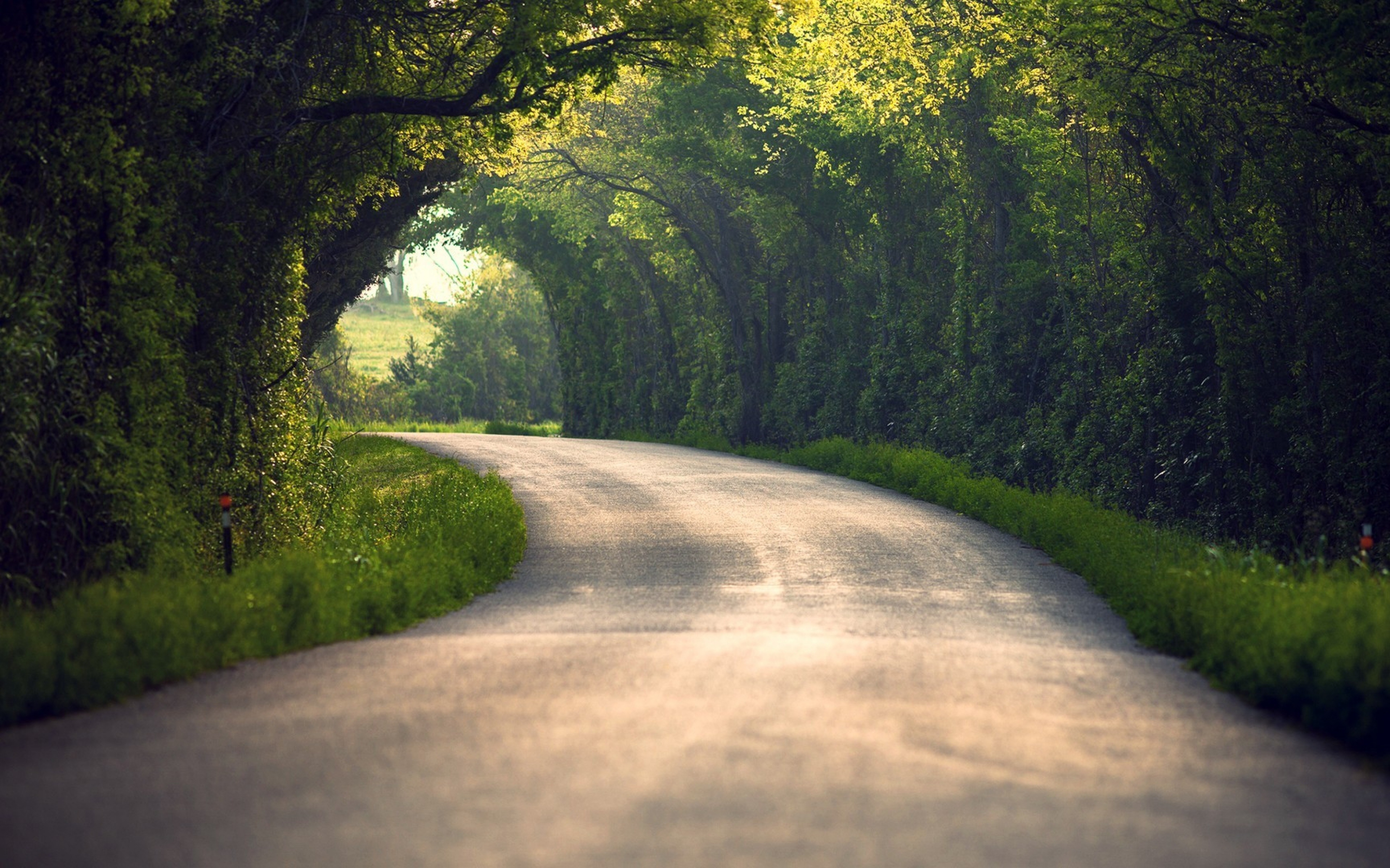 Дорога ведет в лес. Летняя дорога. Дорога в лесу. Пейзаж с дорогой. Красивая дорога.