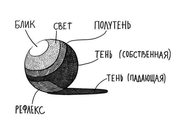 Покажите где на этом рисунке расположены блик свет полутень собственная тень рефлекс и падающая тень