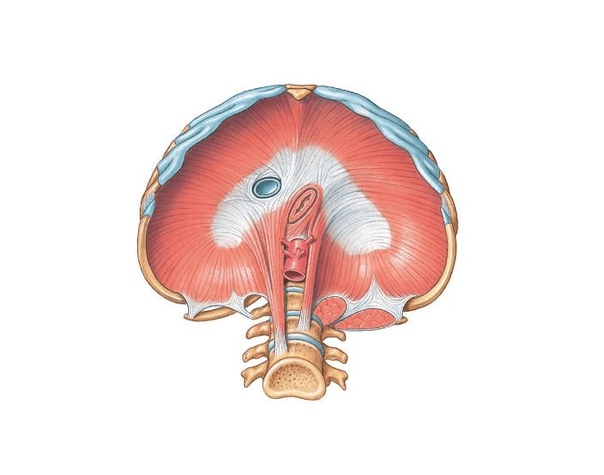 Диафрагма человека фото