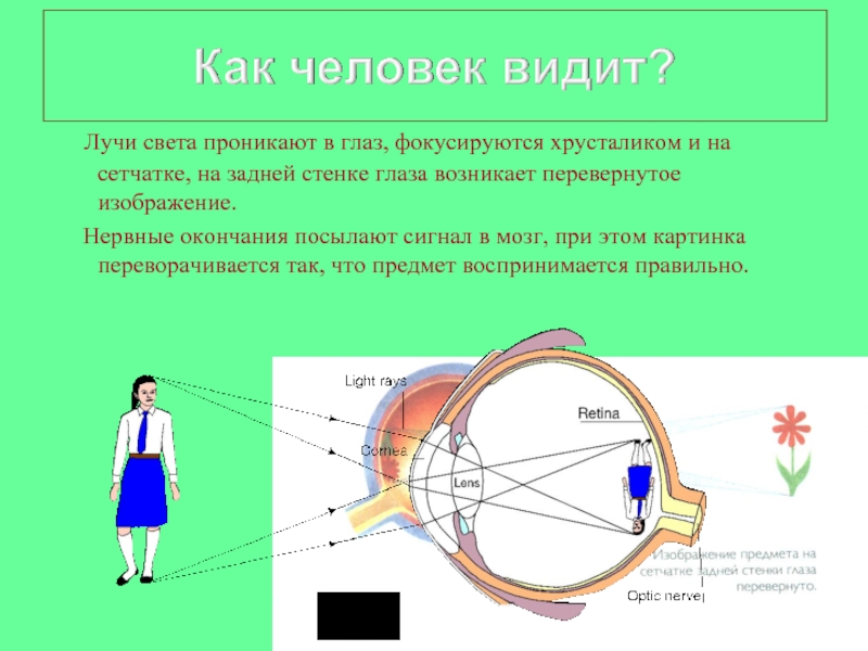 Схема как человек видит