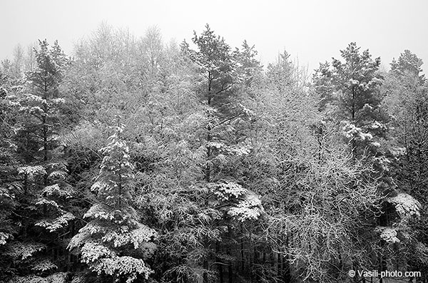 Зимний лес. Резкая фотография.