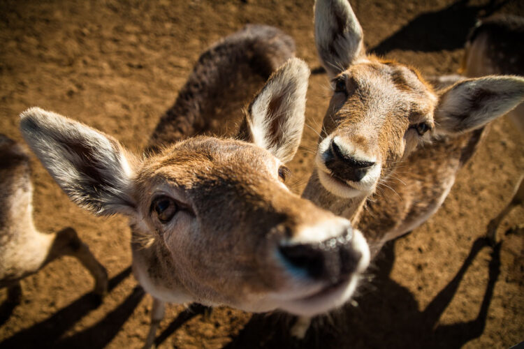 this photograph of deer with a wide angle lens makes them seem like they