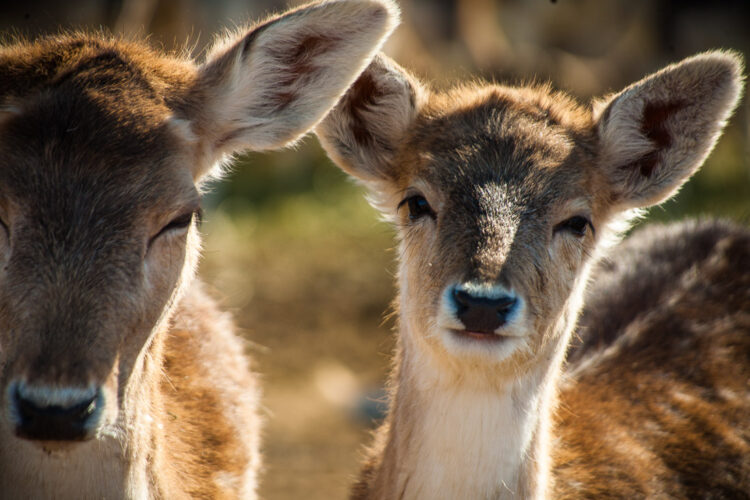 with a long camera lens, the look and feel of the deer subject looks completely different.