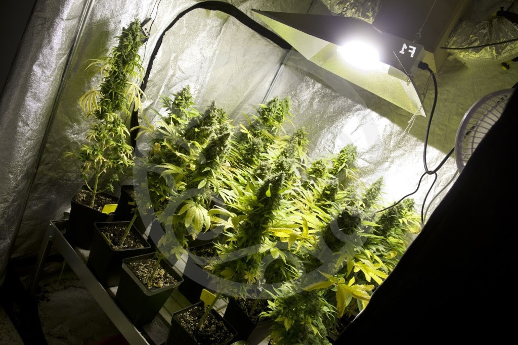 лампы для роста марихуаны
