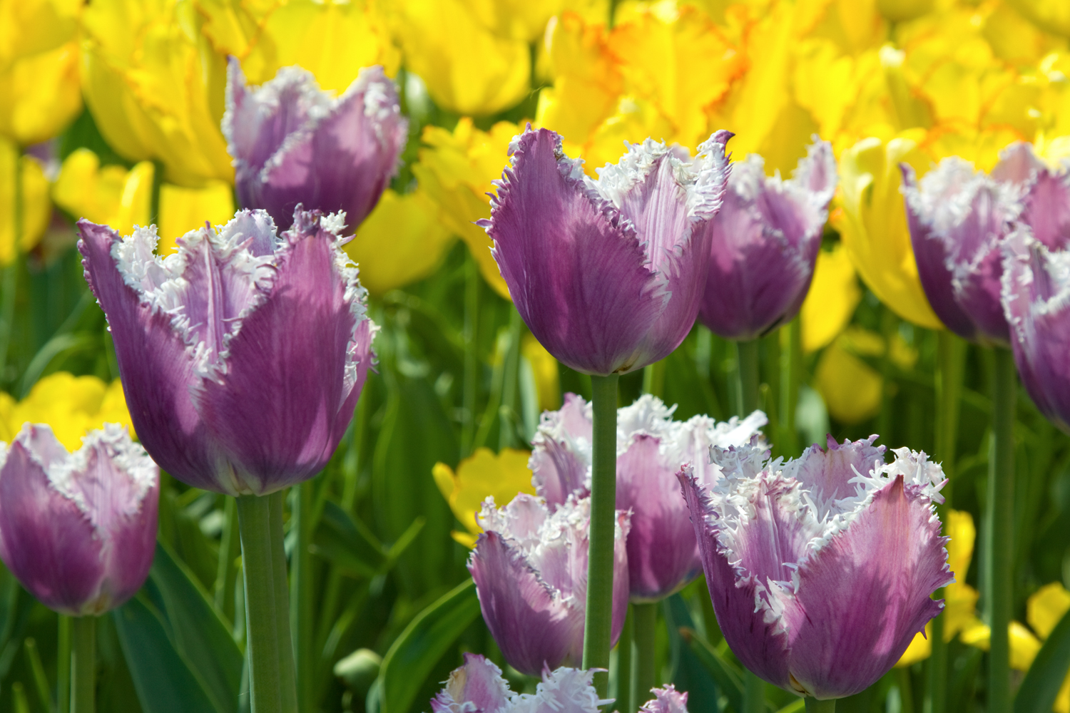 Форум тюльпанов. Тюльпаны в феврале. 2 Тюльпана. Tulipa gesneriana. Тюльпан 2-16.