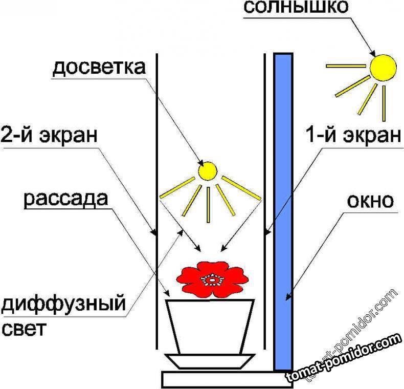 Основа свет